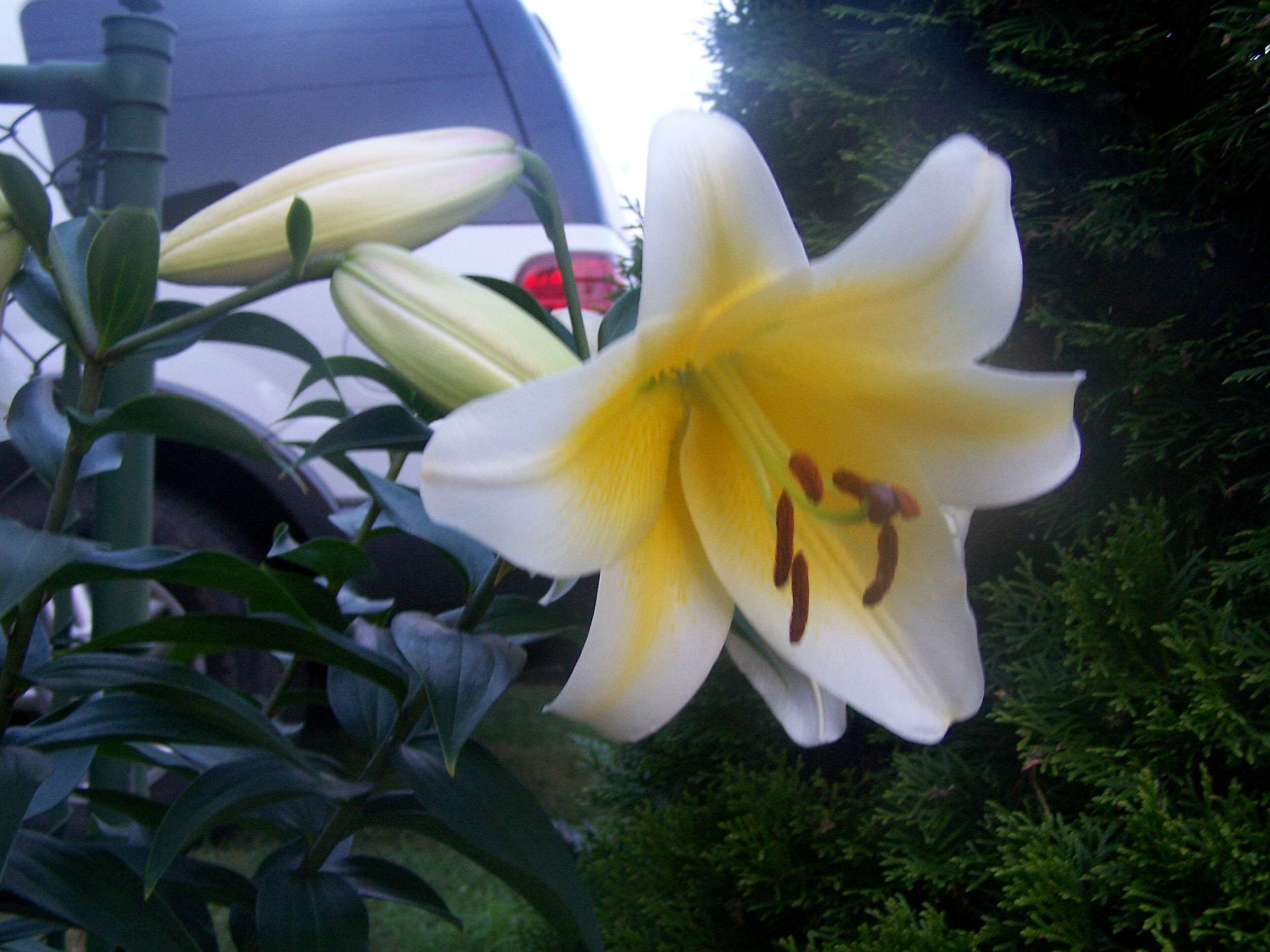 Sea Gypsy BNB flower